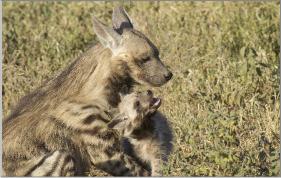 hyena