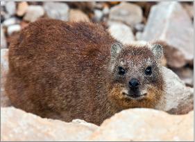 rock hyrax