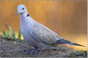 turtle dove