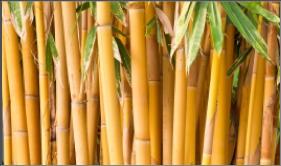 bamboo