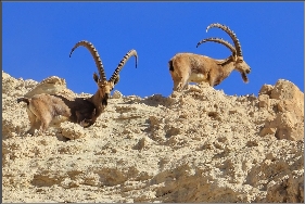 ibex