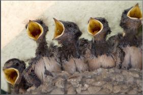 swallows