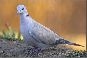 turtle dove