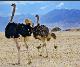 ostrich family in Israel