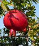 pomegranate photo