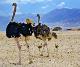 ostrich family in Israel