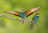 African bee-eater