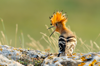 hoopoe