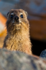 rock hyrax